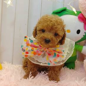 Poodle