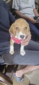 Beagle Boy and Girl pups