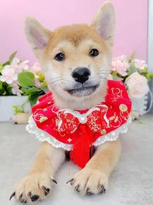 Shiba