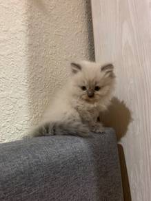 kitten ragdoll 2 bln lebih area perlis