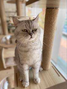 British shorthair