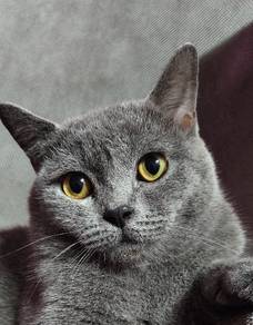 For Rehoming - Jojo Batista