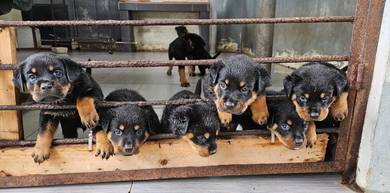 Pure Breed Rottweiler Puppy