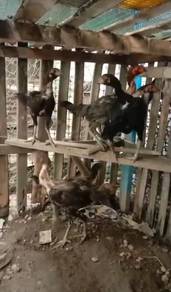 ayam pama ninja
