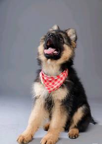 German Shepherd