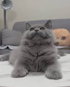 British long haired kitten pure breed