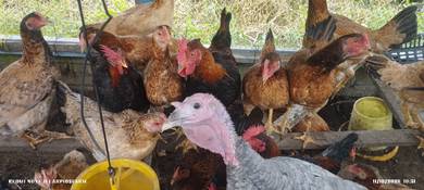 ayam kampung kacuk