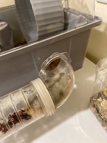 hamster