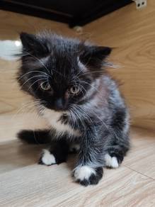 Domestic Long Hair kitten 