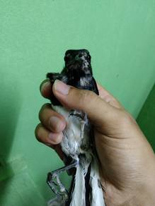 Murai Kampung taimong jantan