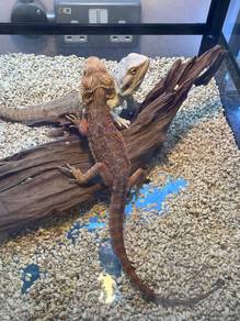 Dragon bearded for sale
