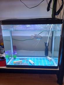 akuarium full set sekali dengan ikan kaloi gourami