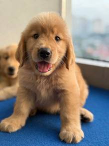 Goldenretriever with full Package 