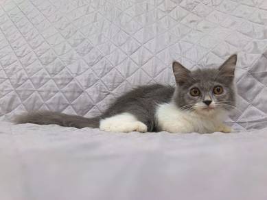Kitten Comel 