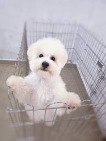 Bichon Frise Male