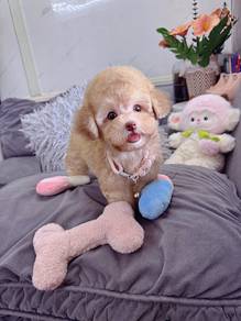 mimi poodle -boy 