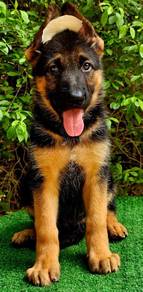 GERMAN SHEPHERD PUPPIES GSD230 🐻 Good structure
