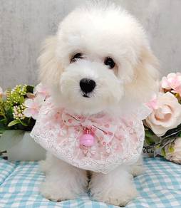 Bichon