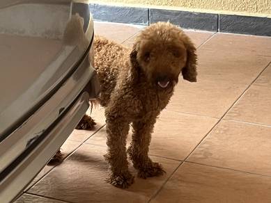 Toy Poodle