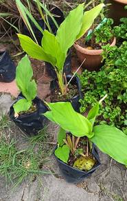Anak pokok kunyit