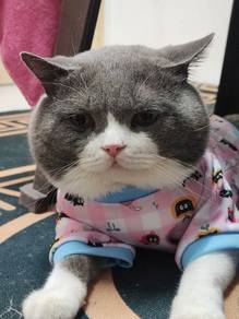 EXOTIC BSH MALE (limited offer clear cage)