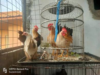 ayam katik 
