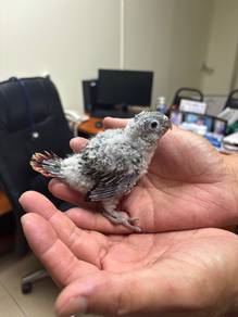 green cheek yellow side bird parrot burung