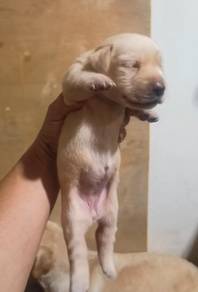 Labrador