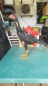 ayam pama