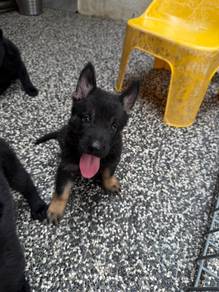 German Shephard working line