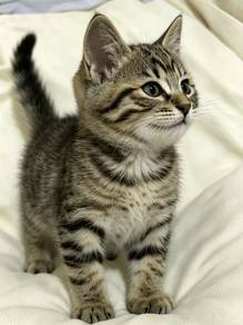 cuty female kitten