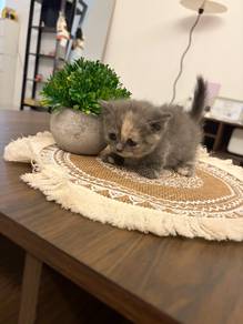 munchkin bsh super short