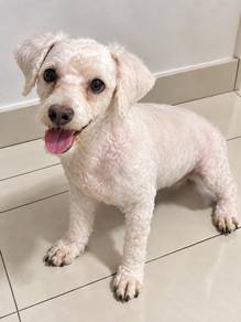 Toy poodle