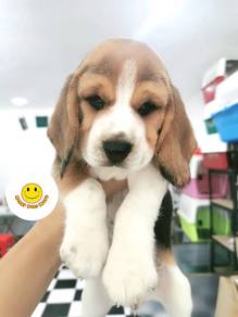 BB5000 Beagle tri color haired lovely pet dog