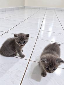 Domestic cat mix Parsi