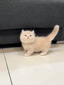 Cream Napoleon kitten