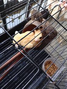 Sugar Glider