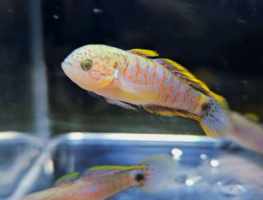 Peacock gudgeon 