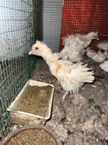 ayam bulu terbalik warna putih