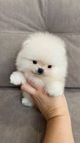 ticup pomeranian 