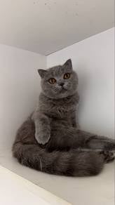 BSH Scottish Fold