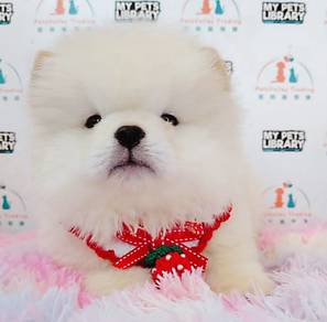 Chow Chow