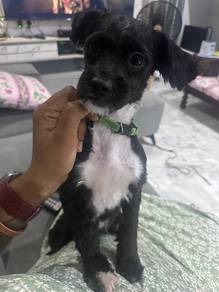 Shih Poo