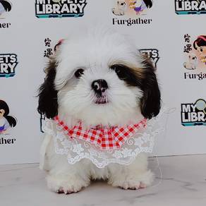 Shih Tzu