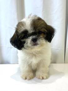 J0360 Shih Tzu Fluffy Puppy