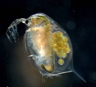 Daphnia Magna ( Kutu Air )