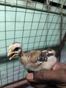 anak ayam kampung 