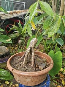 pokok pacira Tanam dari bibit 2022