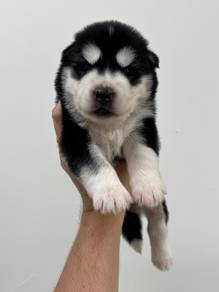 Wolly Husky Male 2 (M2)