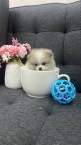 Mini mini Sized Pomeranian Female Puppy F-393